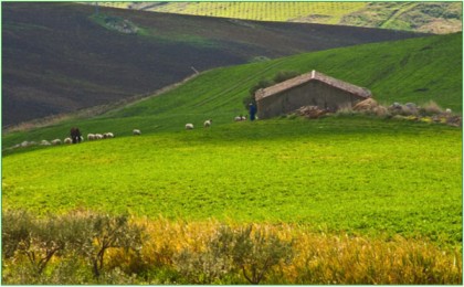 Sicilian Spring, Green Field in Sicily, Sheep in Sicilian Field