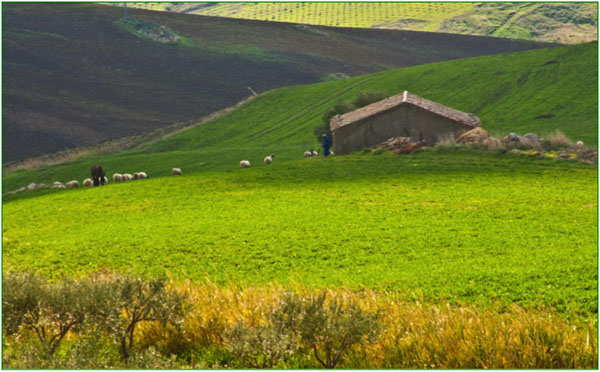 Sicilian Spring, Green Field in Italy, Sheep in Sicilian Field