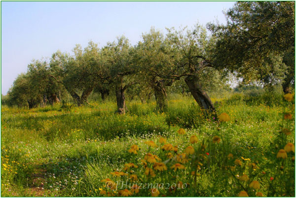 Sicilian Olive Grove at Springtime
