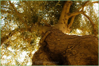 Old Olive Tree in Sicily