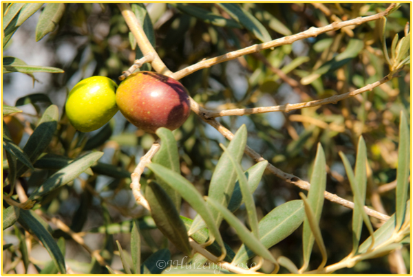 Sicilian Olives, Copyright Jann Huizenga 2010