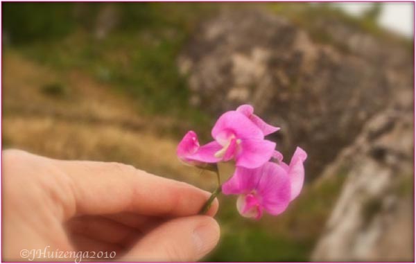 Sicilian Wild Orchid, copyright Jann Huizenga