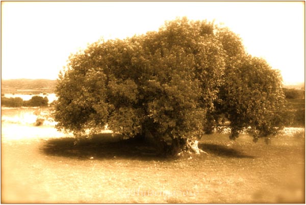 Carob Tree in Southeast Sicily, copyright Jann Huizenga