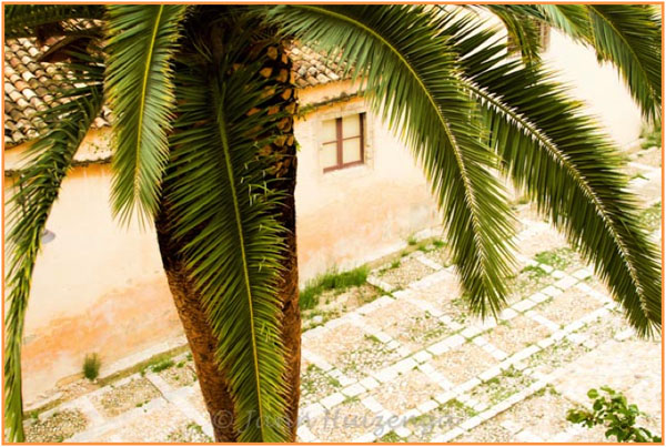 Palm Tree and Cobbled Courtyard, Sicily, copyright Jann Huizenga