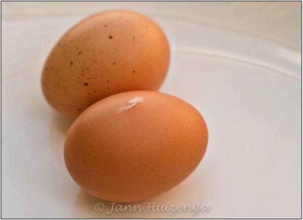 Fresh Sicilian Eggs with Feather, copyright Jann Huizenga