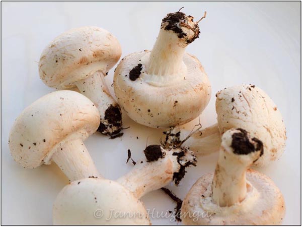 Sicilian Mushrooms, copyright Jann Huizenga
