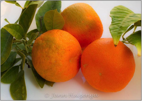 Sicilian Oranges, copyright Jann Huizenga