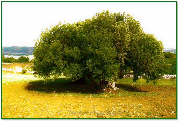 Sicilian Carob Tree, copyright Jann Huizenga