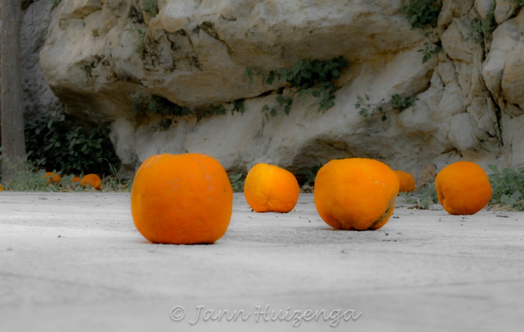 Oranges Roll on the Ground in Sicily, copyright Jann  Huizenga