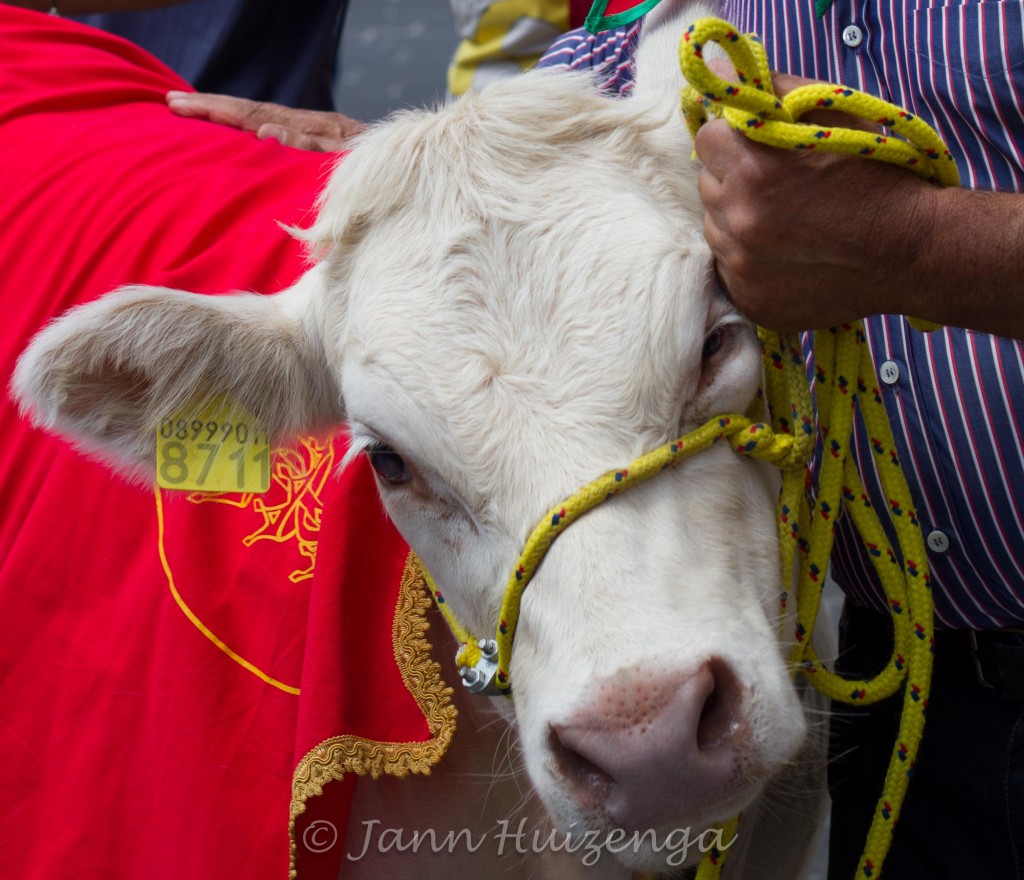 Cow at Festa di San Paolo in Palazzolo Acreide, copyright Jann Huizenga