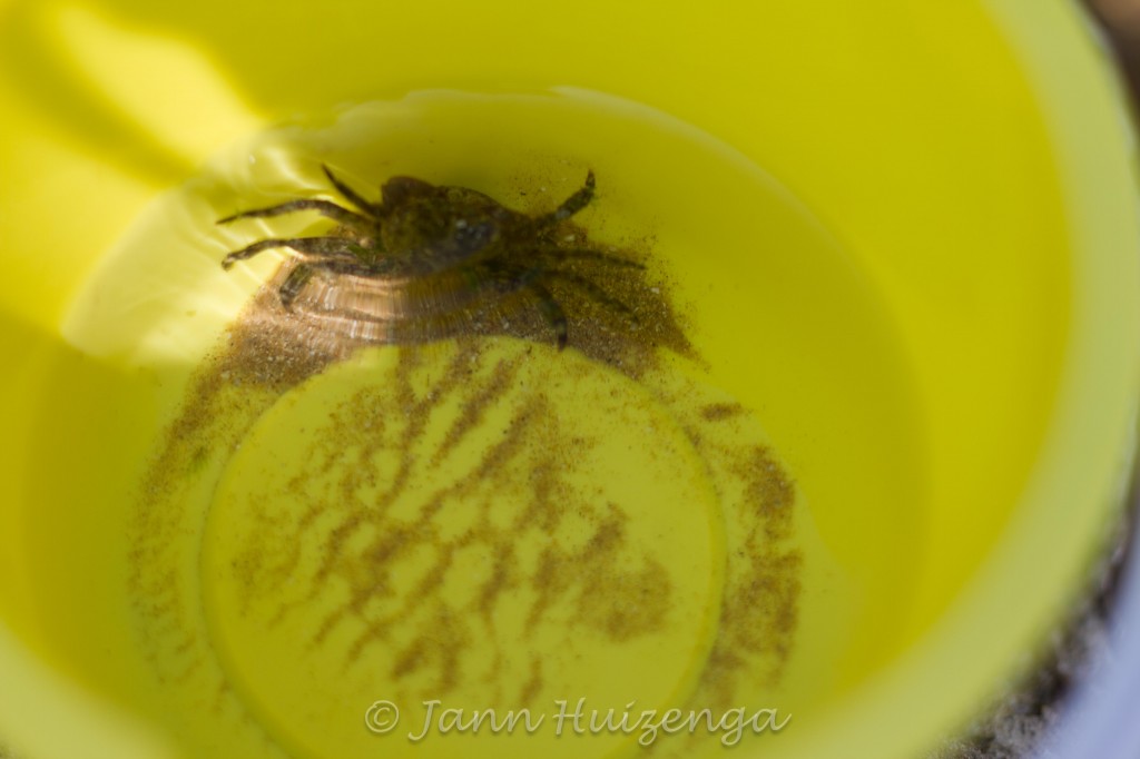 Crab in Yellow Bucket, copyright Jann Huizenga