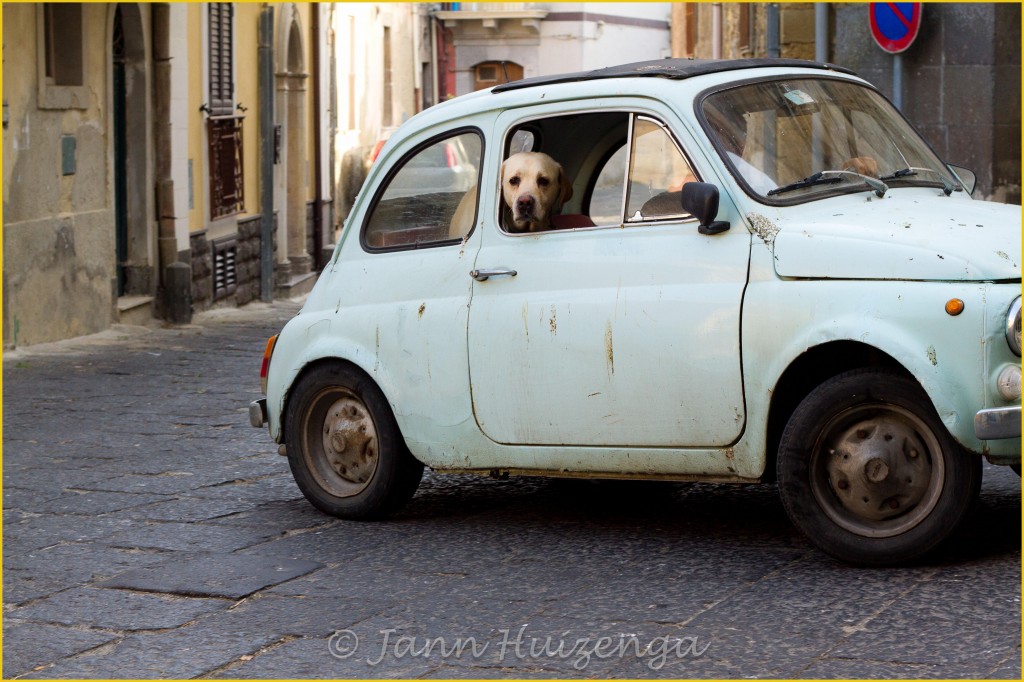 Sicilian Dog in Fiat 500, copyright Jann Huizenga