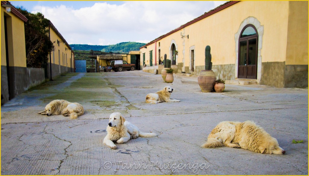 Four Dogs in Sicily, copyright Jann Huizenga