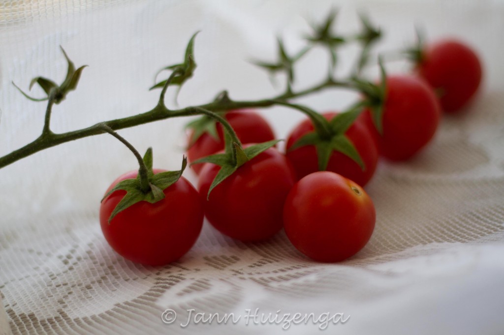 Tomatoes on a Vine, copyright Jann Huizenga